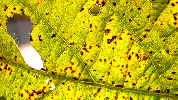 Feature Section Image