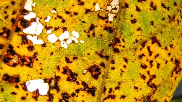 Feature Section Image