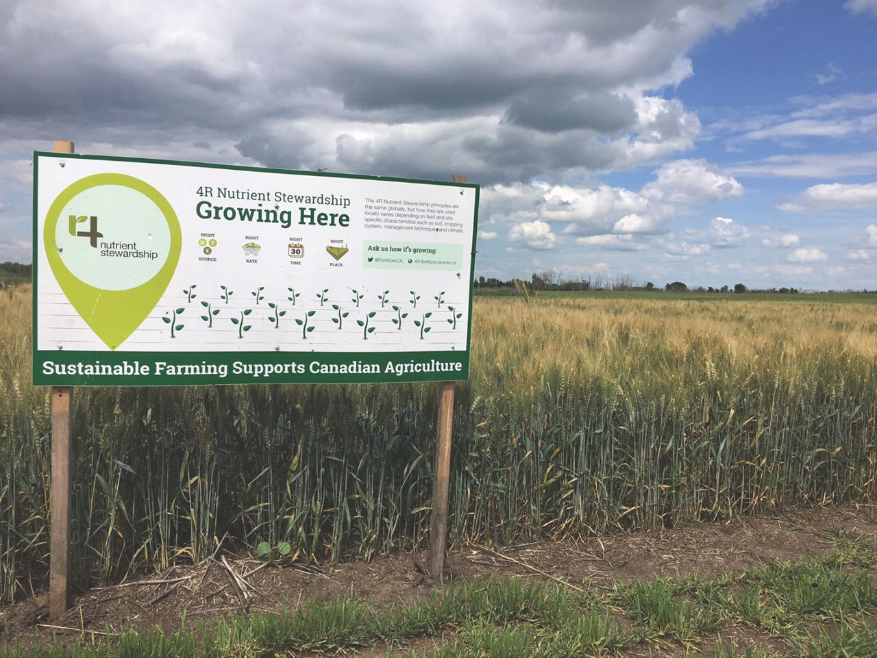 A large white sign on the edge of a robust field of tall plants. The sign says, ‘Growing Here’ and has plants illustrated on it.