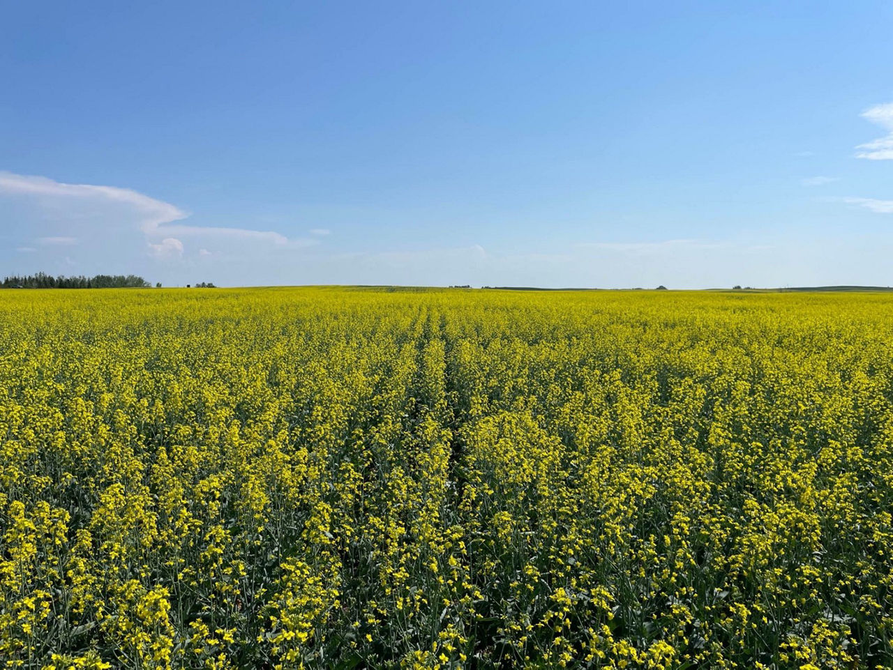 A large healthy canola field with green plants that have bright yellow flowers. The sky is clear blue overhead.