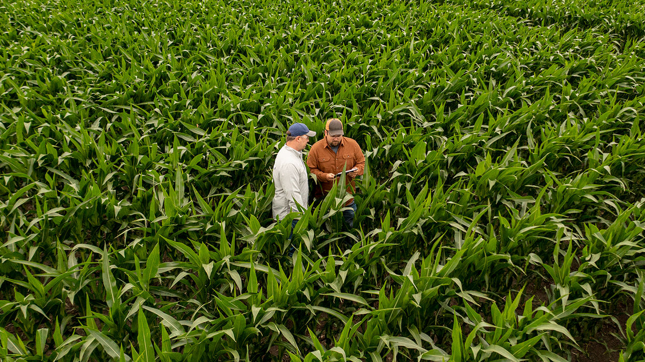 Two farmers interacting in a corn field