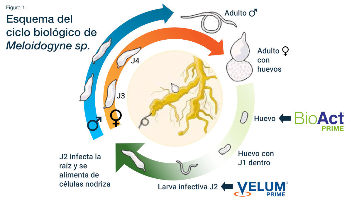 Imagen del Esquema del ciclo biológico de Meloidogyne sp.