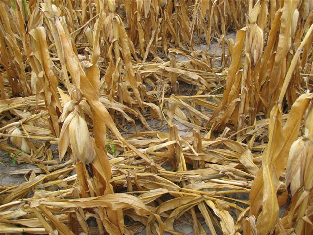 Lodged corn