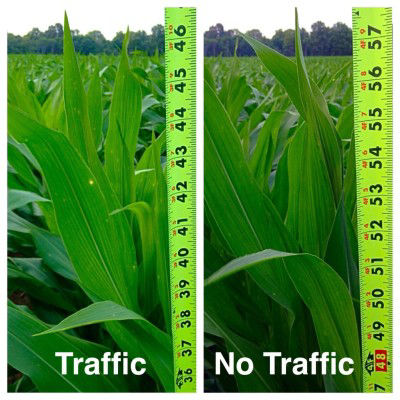 Impact of soil compaction on corn plant height.