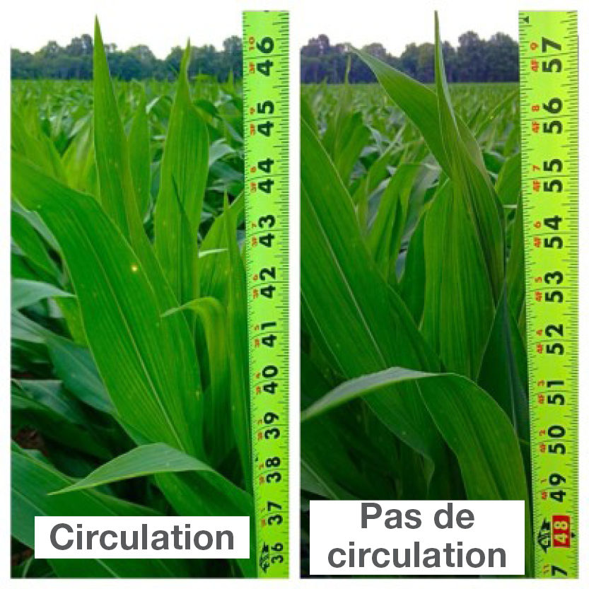 Impact de la compaction du sol sur la hauteur des plants de maïs 