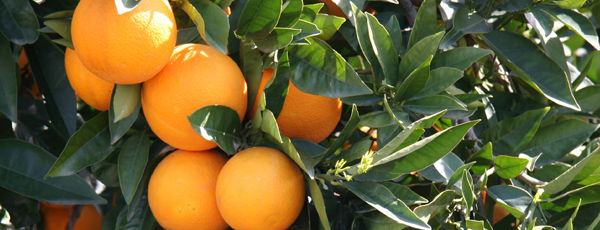 Close-up of oranges in a citrus grove