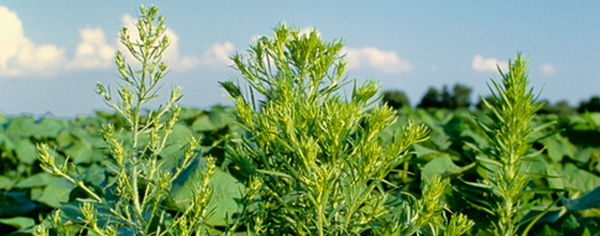 fight marestail growing in soybean fields