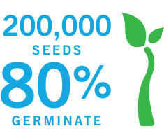 from 200000 marestail seeds per plant up to eighty percent germinate