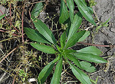  emerging marestail in fields