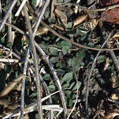 horseweed marestail seed in field