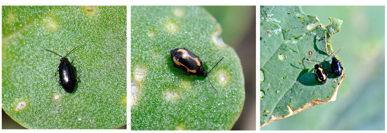 Left: Crucifer flea beetle, Centre: Striped flea beetle, Right: Striped and Cruicifer beetles