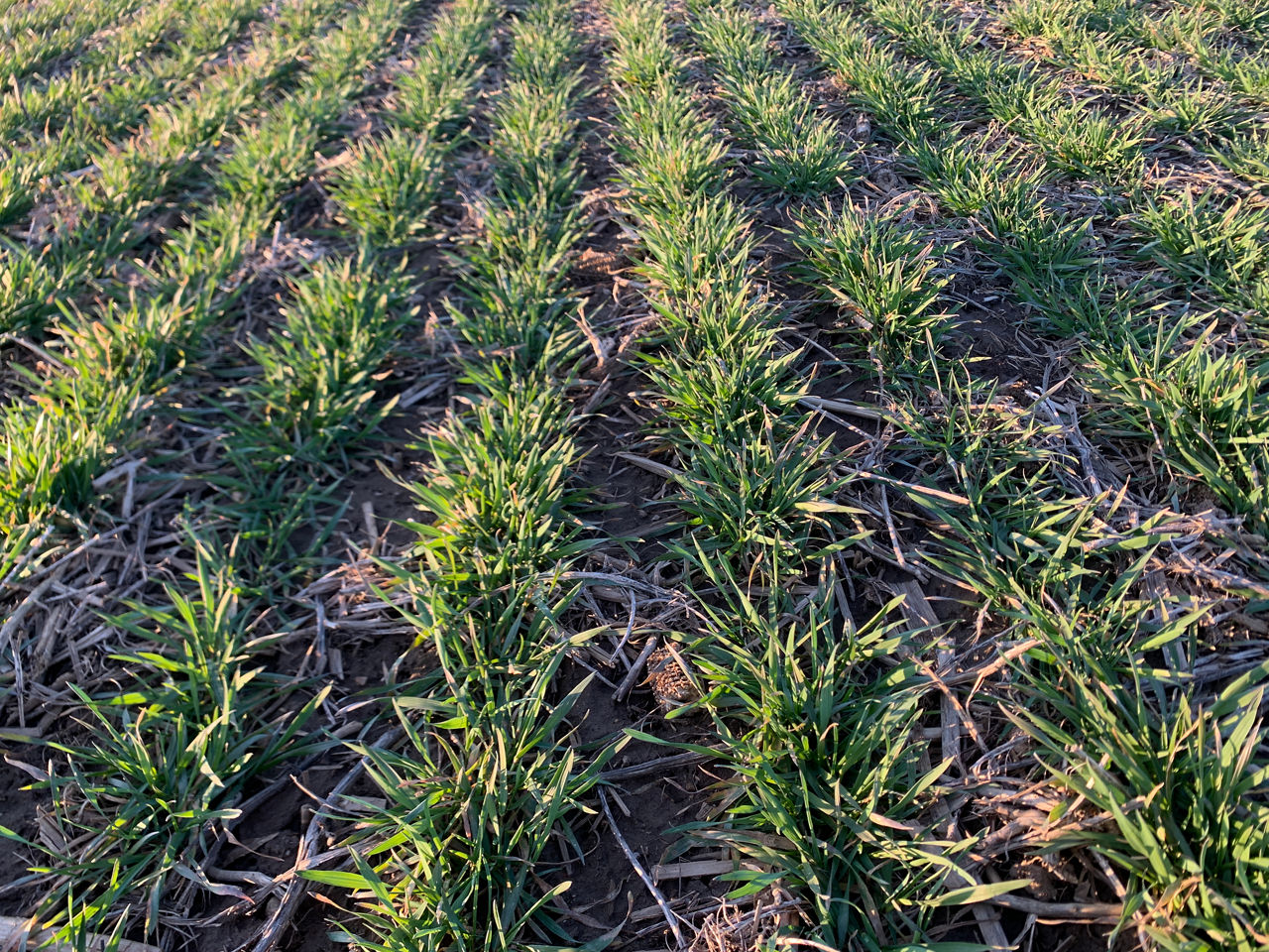 Weed free winter wheat stand establishment. 