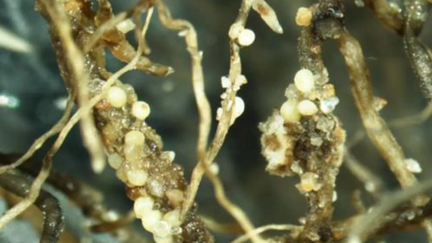 Continuous Soybean Management Practices