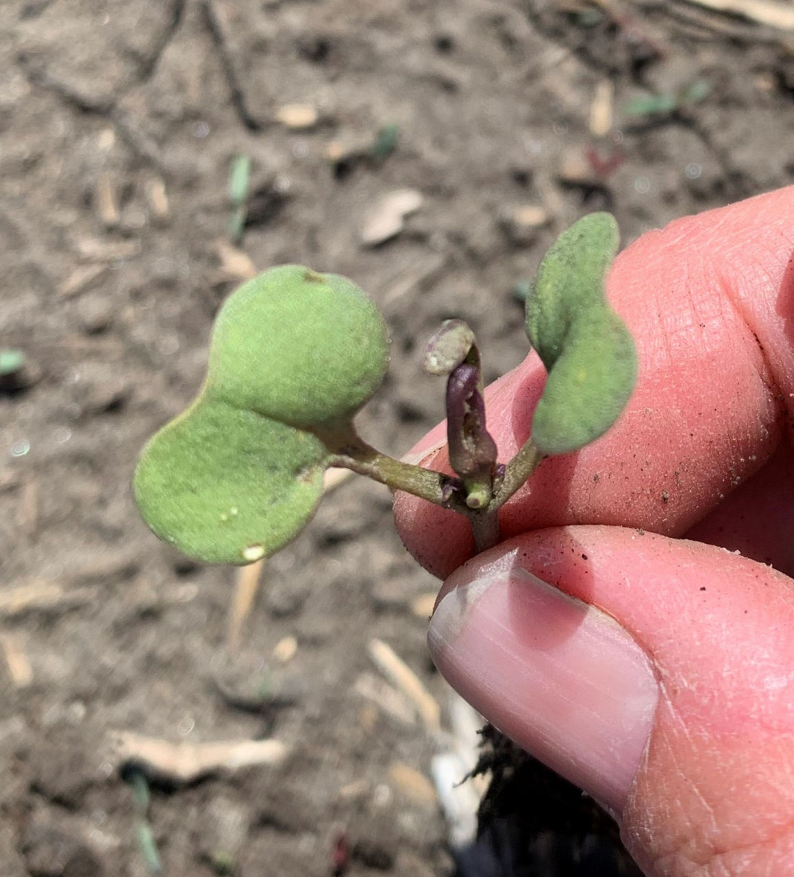 An up-close example of Canola plant impacted by imazamox carryover.