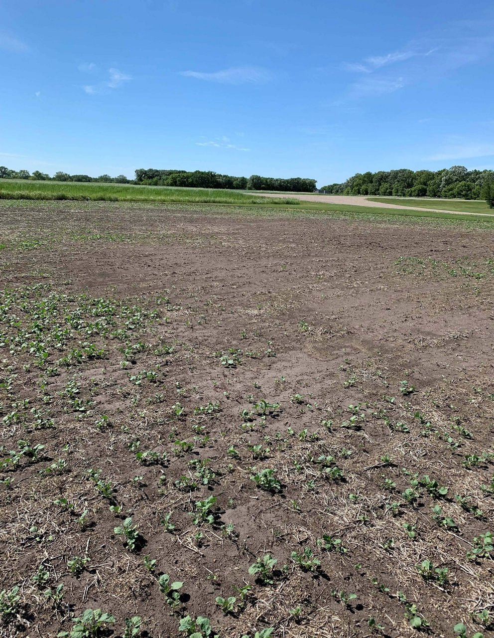 An example of Canola stand impacted by imazamox carryover.