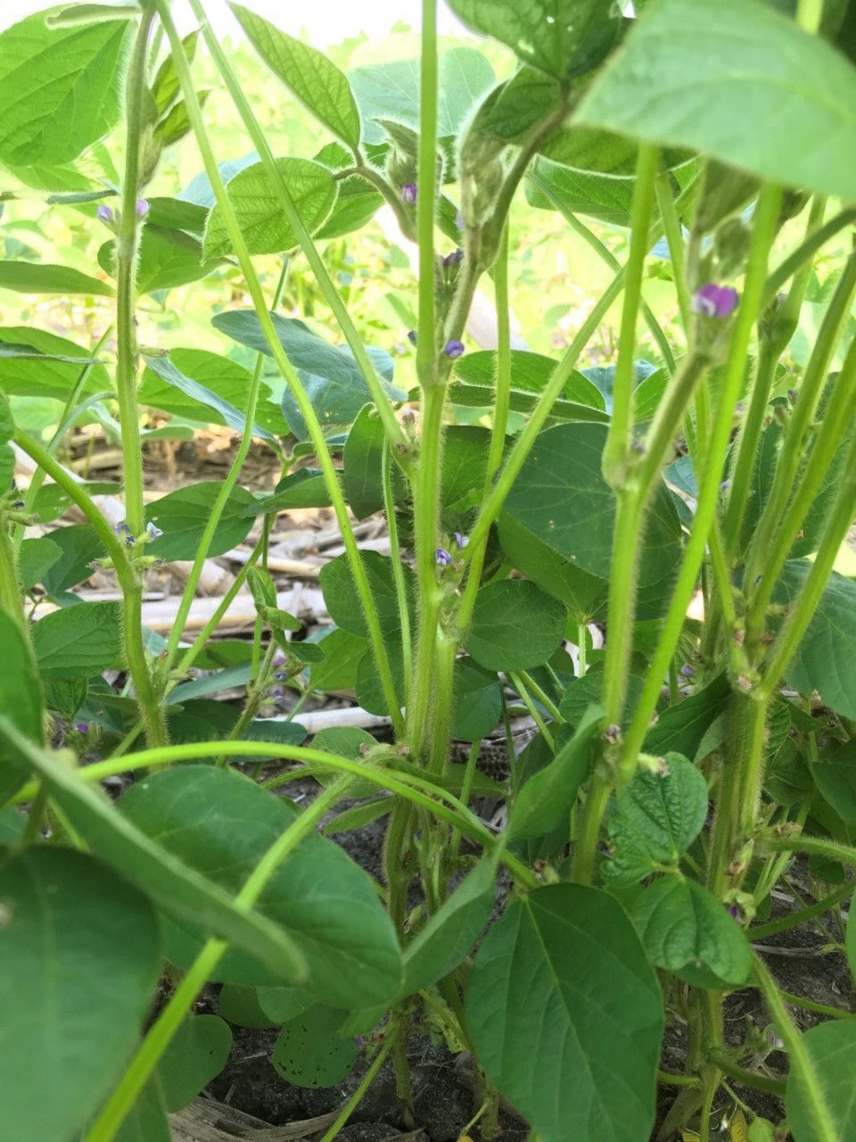 Soybean flowering (R2 growth stage)