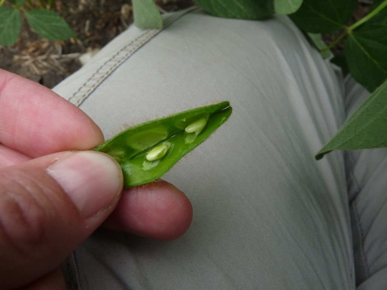 Soybean pod at beginning seed fill (R3 growth stage)