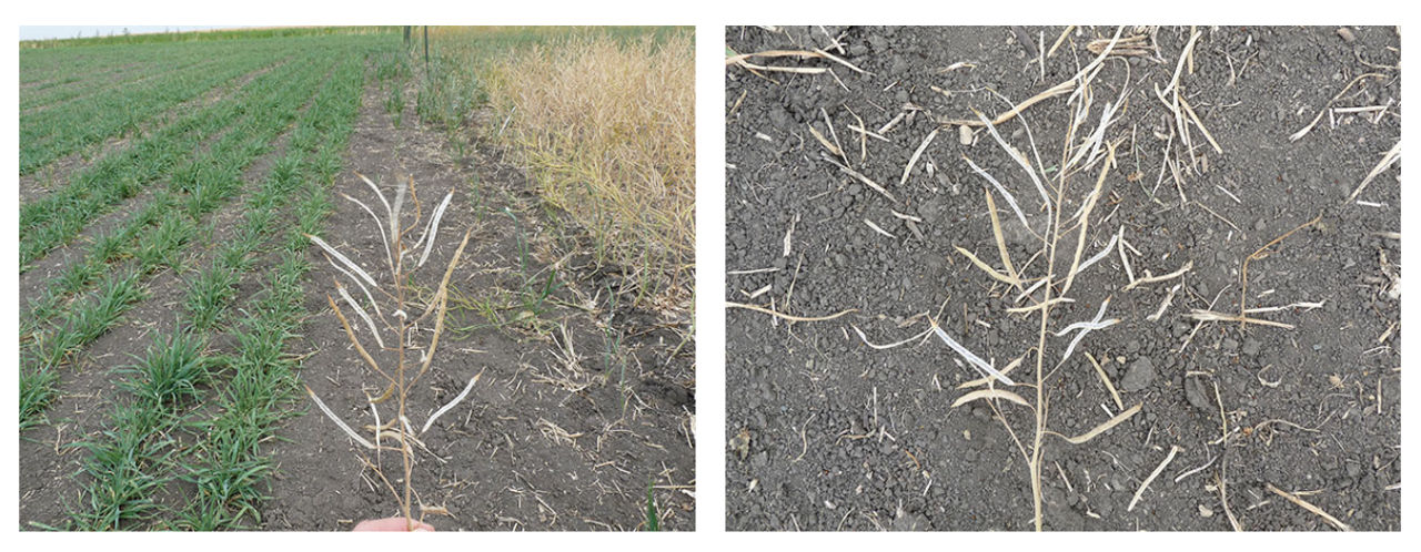 Égrenage dans le canola 
