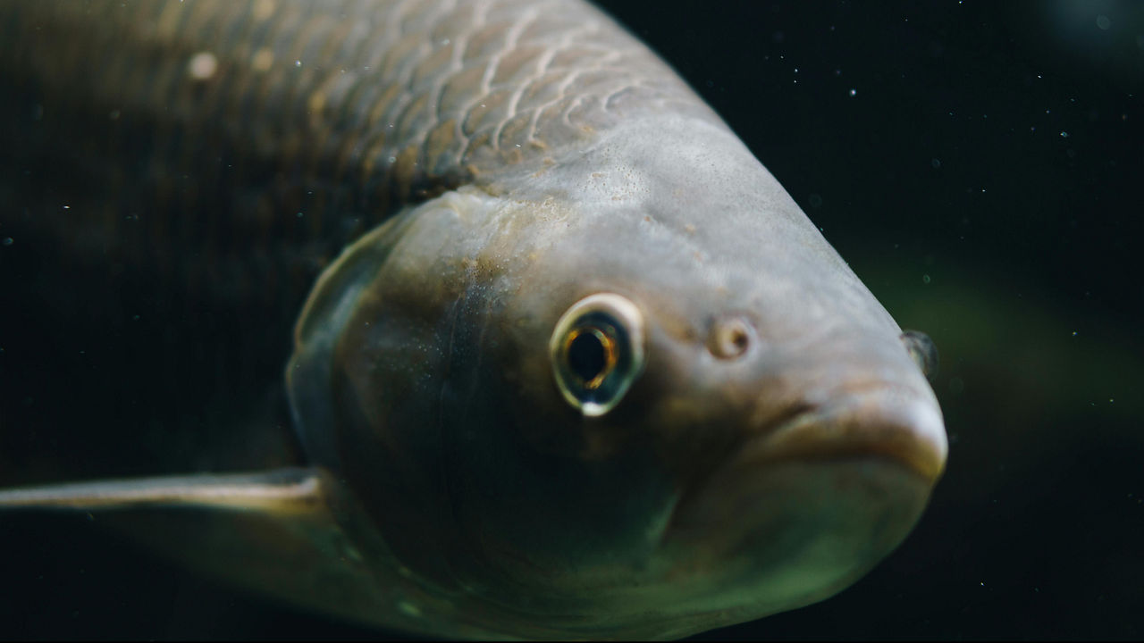 A happy fish