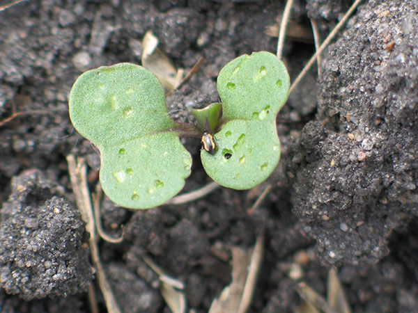 flea-beetles-striped-adult-scaled.jpg