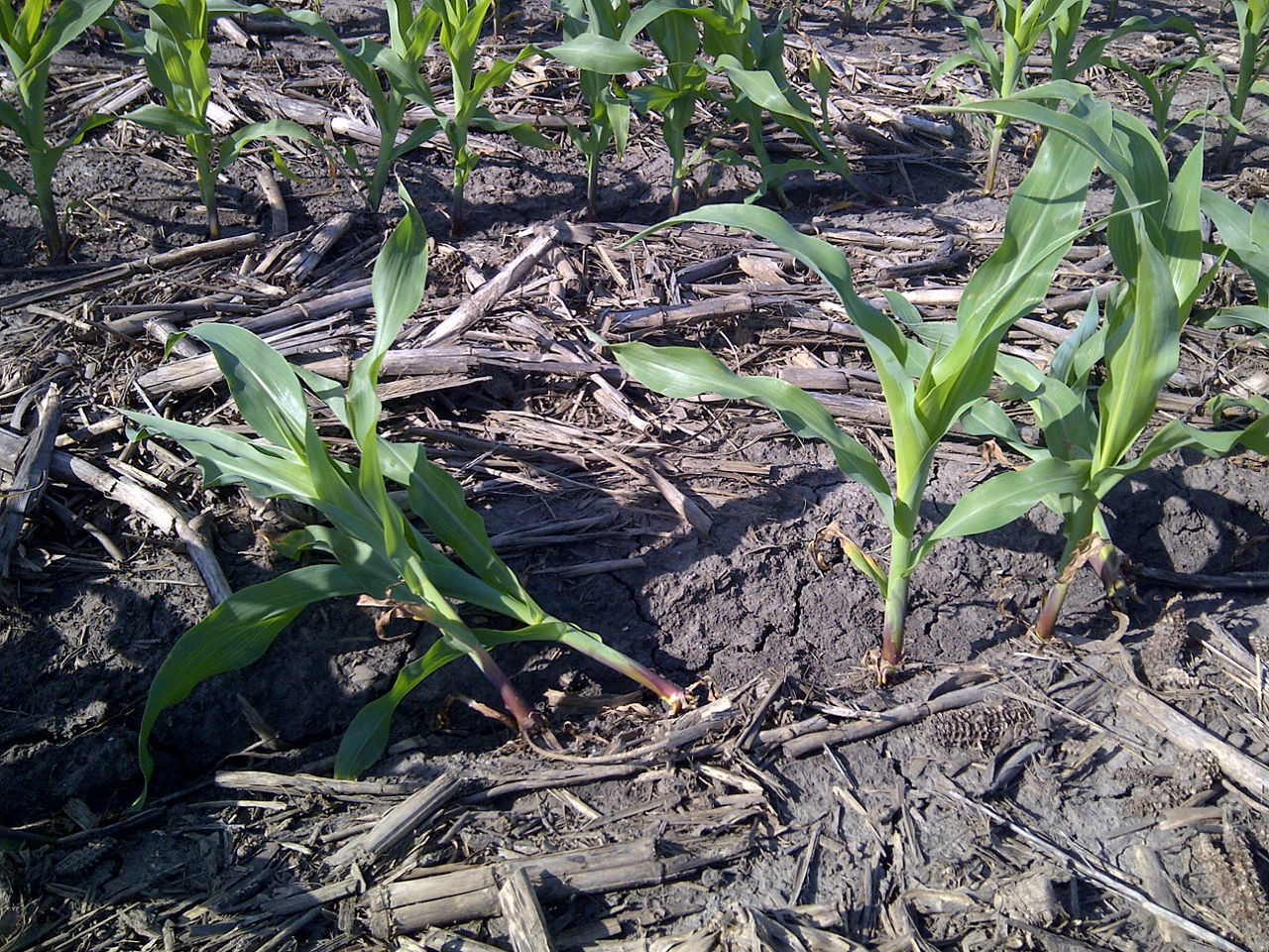 Soil compaction leading to floppy root syndrome for a corn seedling.