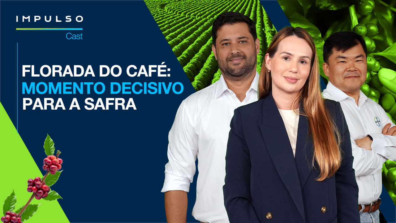 Florada do café: momento decisivo para a safra