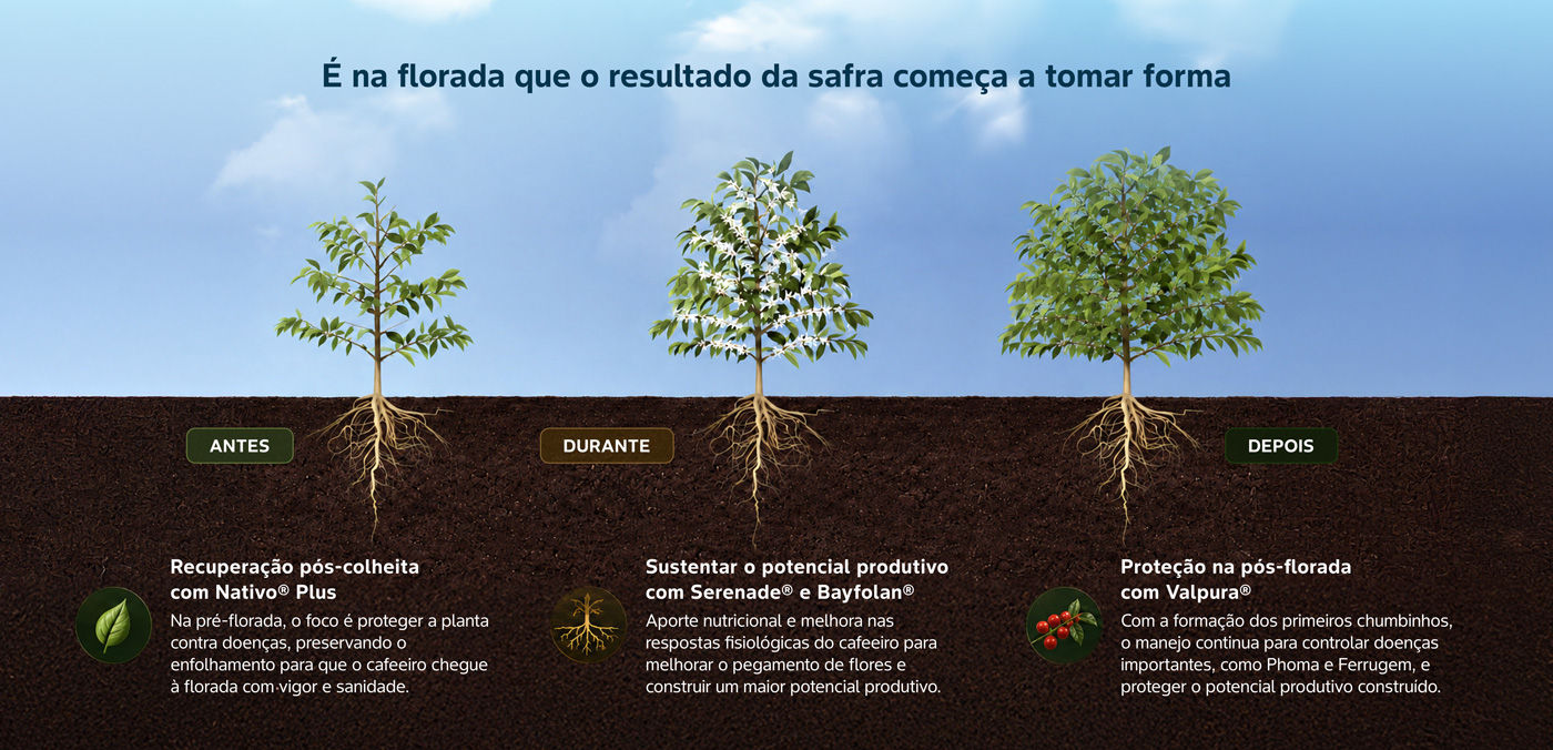antes, durante e depois da florada