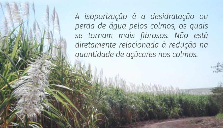 A isoporização é a desidratação ou perda de água pelos colmos, os quais se tornam mais fibrosos. Não está diretamente relacionada à redução na quantidade de açúcares nos colmos.