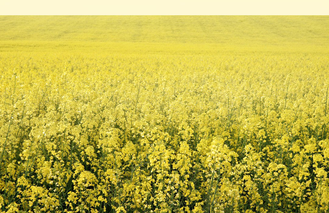 Field of flowering canola image