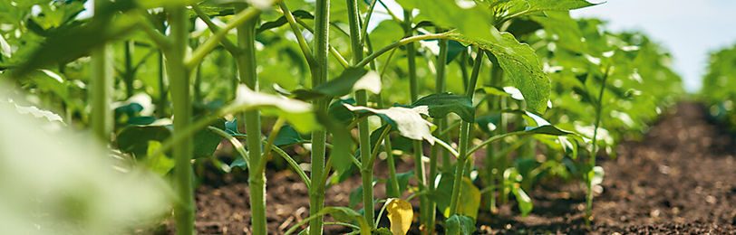 Plantas voluntárias ou tigueras cuidados necessários