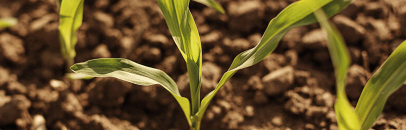 Conservação do solo práticas que todo agricultor deve conhecer