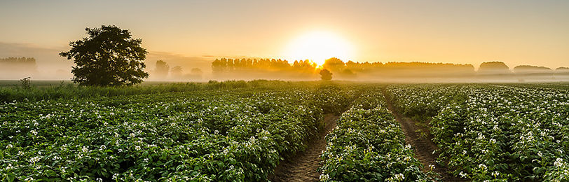 Nematicida da Bayer aumenta em 7,3 a produtividade na cultura de batata 