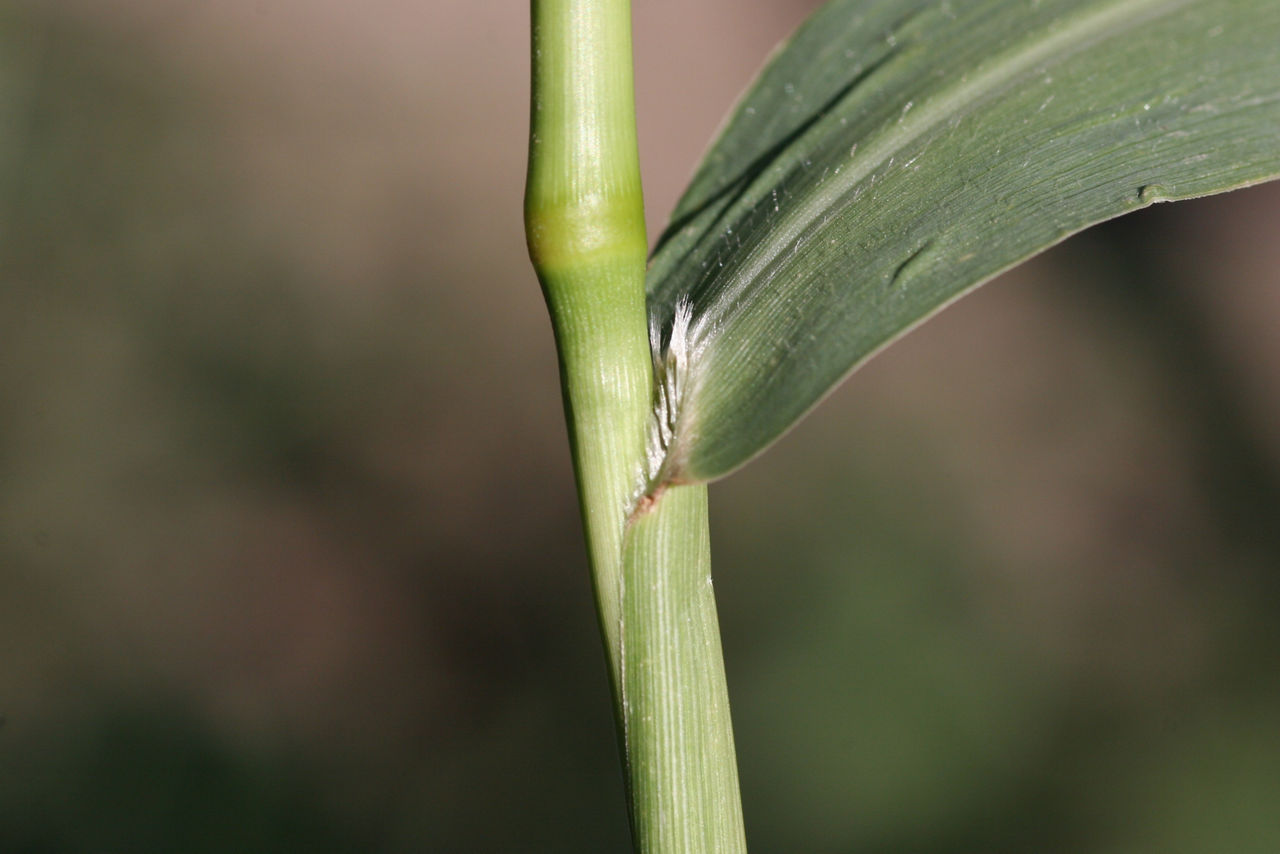 giant foxtail