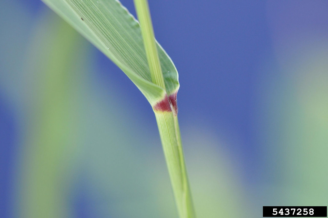 green foxtail weed with a smooth, hairless leaf