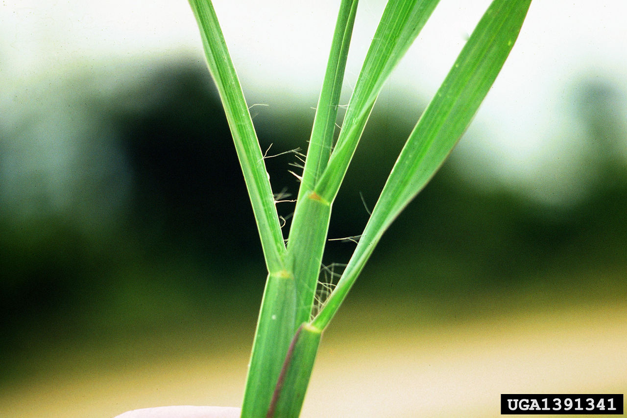 yellow foxtail with hairs on the leaves