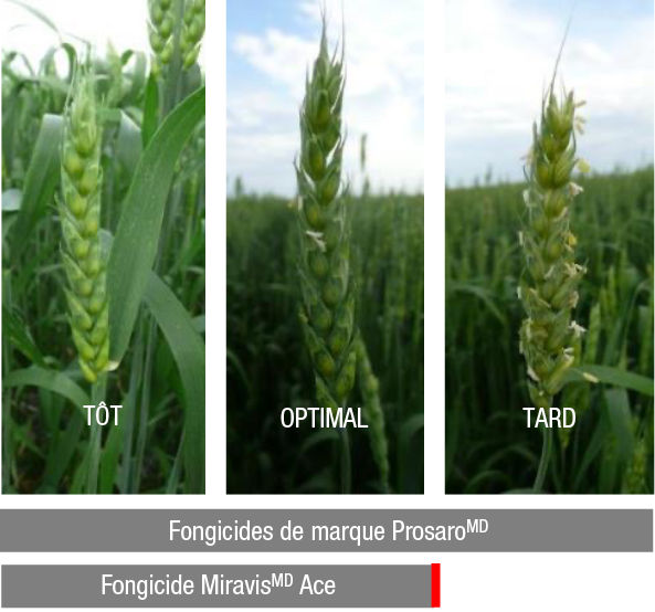 Période optimale pour traiter le blé avec les fongicides de marque Prosaro et Miravis Ace.