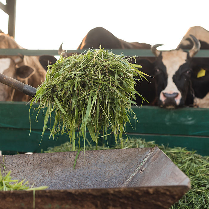 A pitchfork lifting fresh green forage in front of dairy cows eating at a feed bunk. 