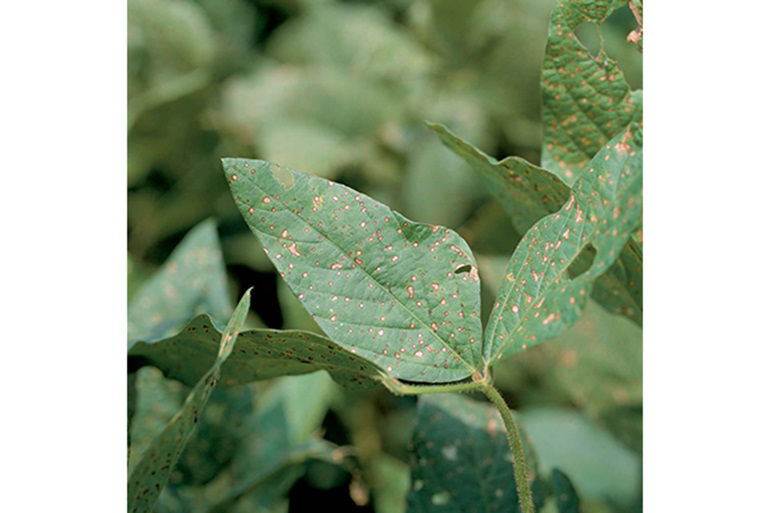 Circular to angular spots on leaves, which resemble the eyes of frogs, begin as dark, water-soaked spots and develop into brown spots.