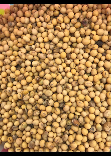 Soybean seed with frogeye leaf spot infection