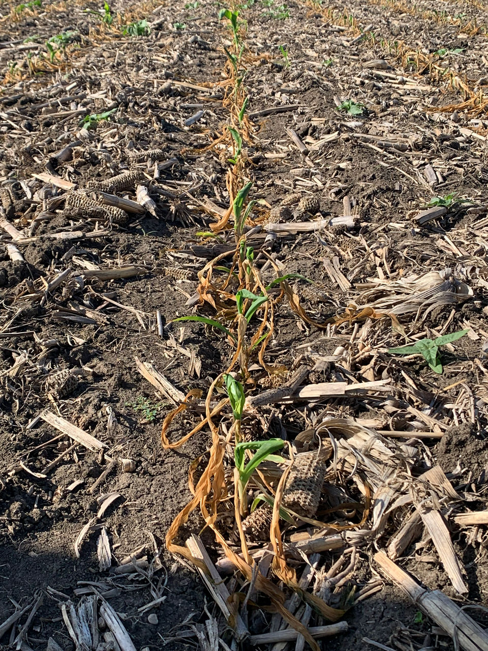 5-6 days after frost damage on corn farmers see new leaves unfurling with some calling this buggy whipping