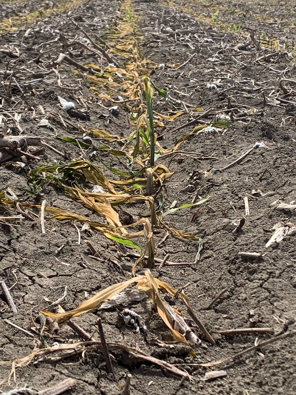 Corn plants showing corn plant recovery, three days after frost damage to corn