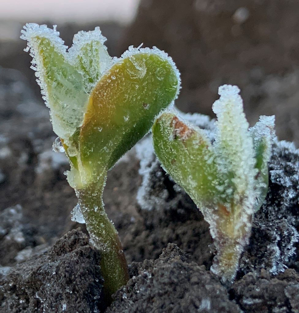  Frosted soybean cotyledons after freezing nighttime temperatures. In 2021, 25.9% of emerged soybean seedlings were killed after two consecutive nights of freezing temperatures. Final stand was 67,846 plants/acre, with a yield of 77.7 bu/acre (98.9% of maximum). 