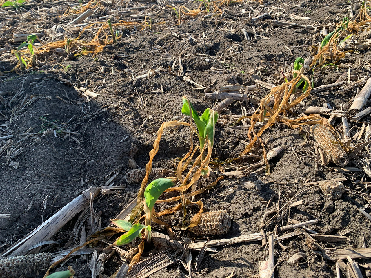 7 days after frost damage to corn, farmers may see new growth and a developing corn stand count.