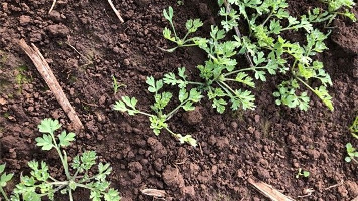 There are 7 different species of fumitory, an annual, herbaceous weed in Australia, and while it can be difficult to correctly identify, it is crucial to be able to do so as herbicide susceptibility varies between species