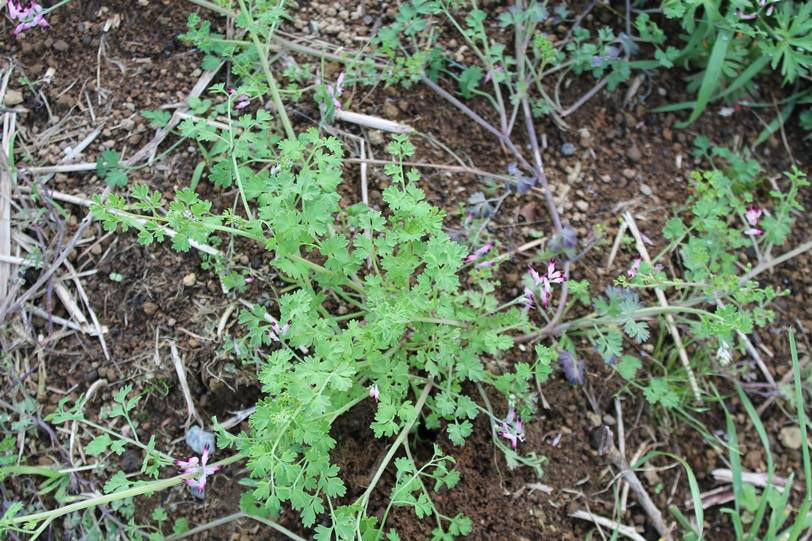 Fumitory