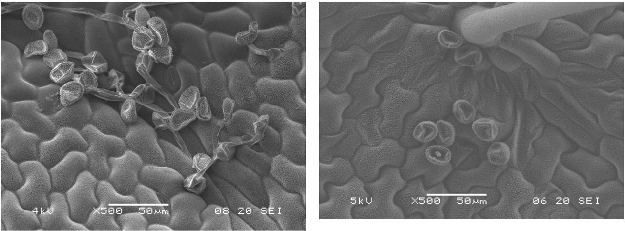 Left: Fungal spore growth on leaf surface.  Right: Trifloxystrobin treated fungal spores. 