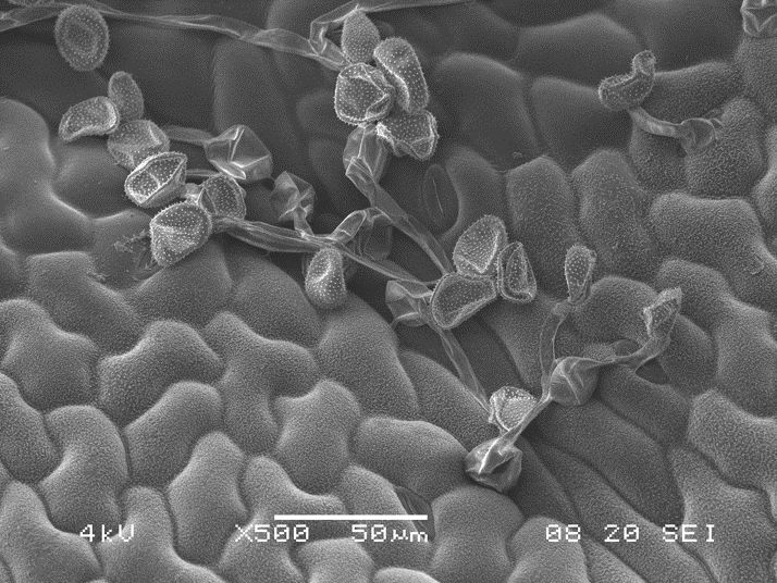 Des spores de champignon