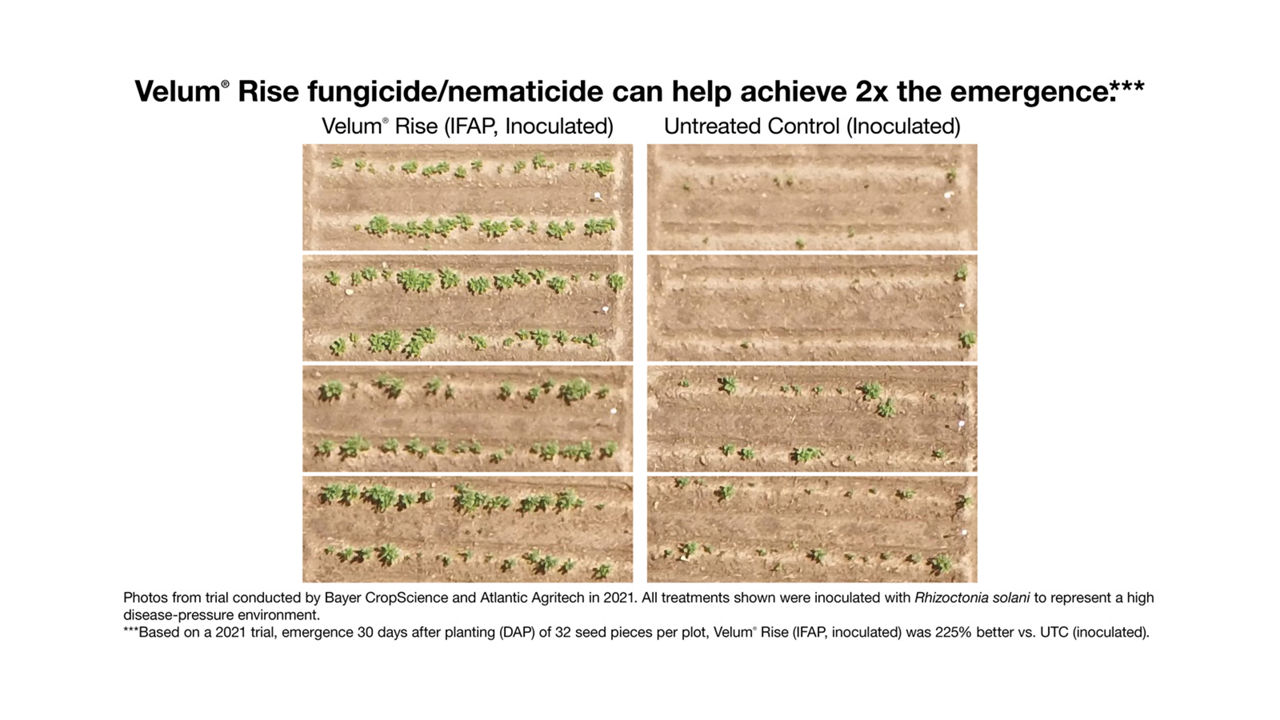 Velum Rise emergence trial photos vs. UTC.