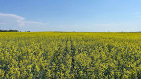 A large healthy canola field with green plants that have bright yellow flowers. The sky is clear blue overhead. 