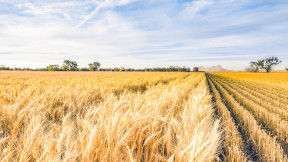 A large golden cereal field spans to the horizon. It has some tidy rows on the right where it has been cut with a clear blue sky overhead. 